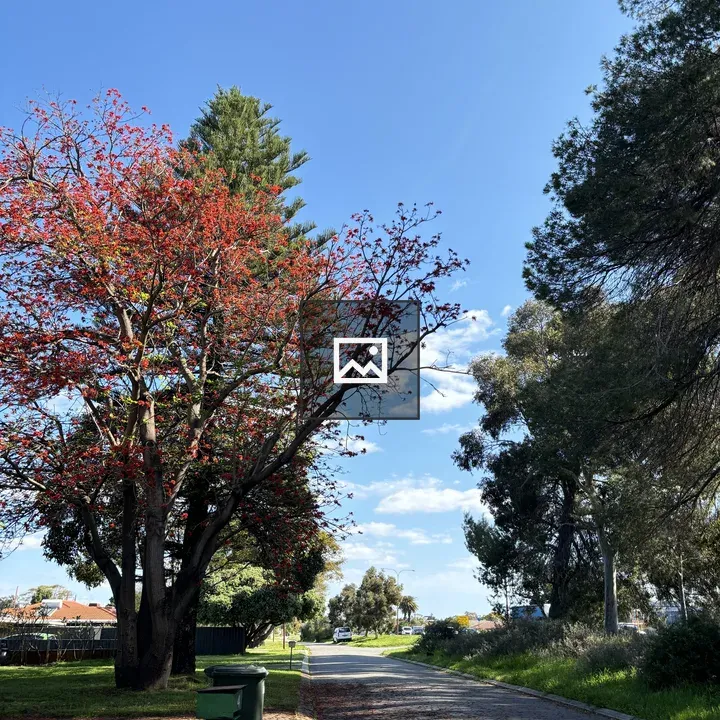 Street with Red Tree and Pine
