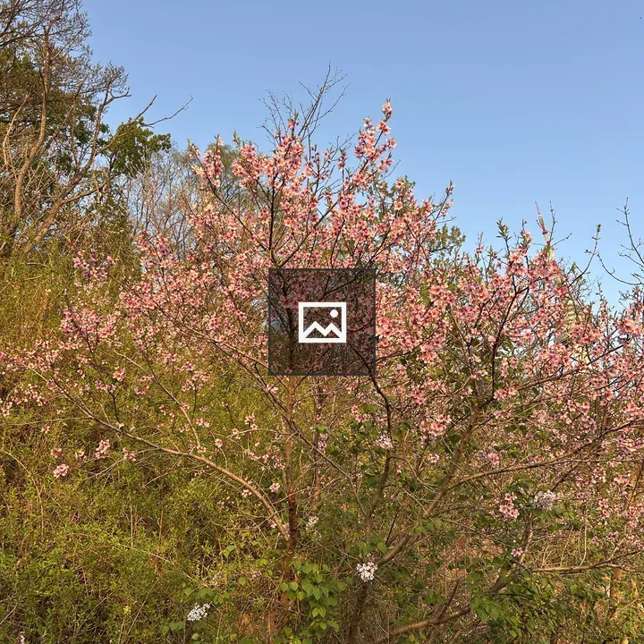 Pink blossoms on a tree