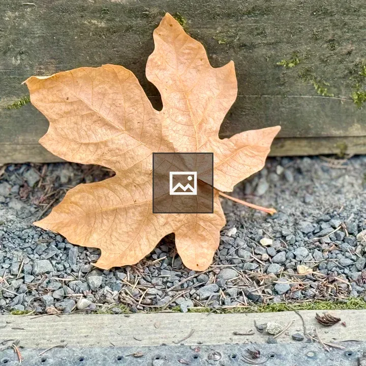 Dry maple leaf on gravel path