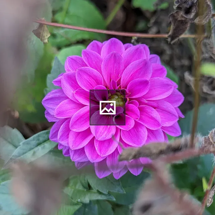Purple flower behind leaves