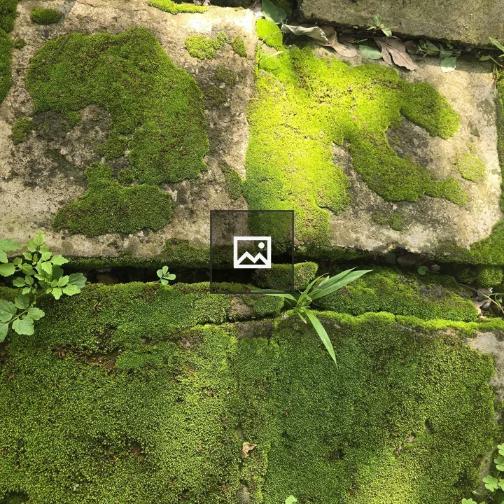 Algae on Concrete Path