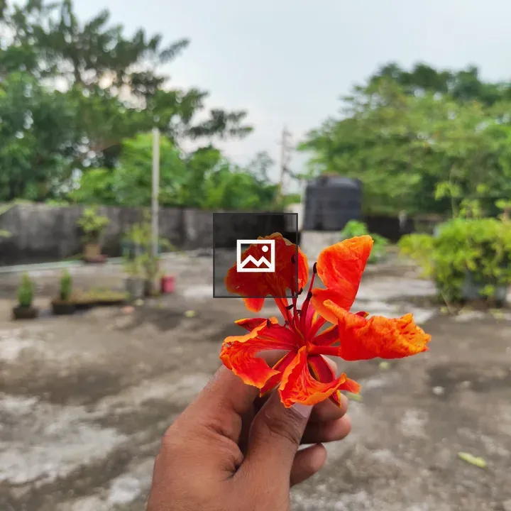 Hand holding orange flower