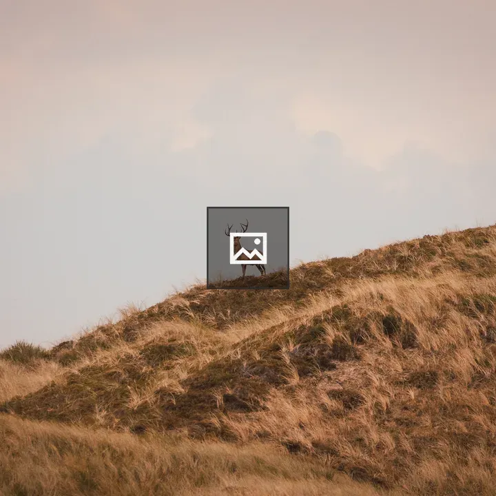 Deer in the Blåvand Dunes