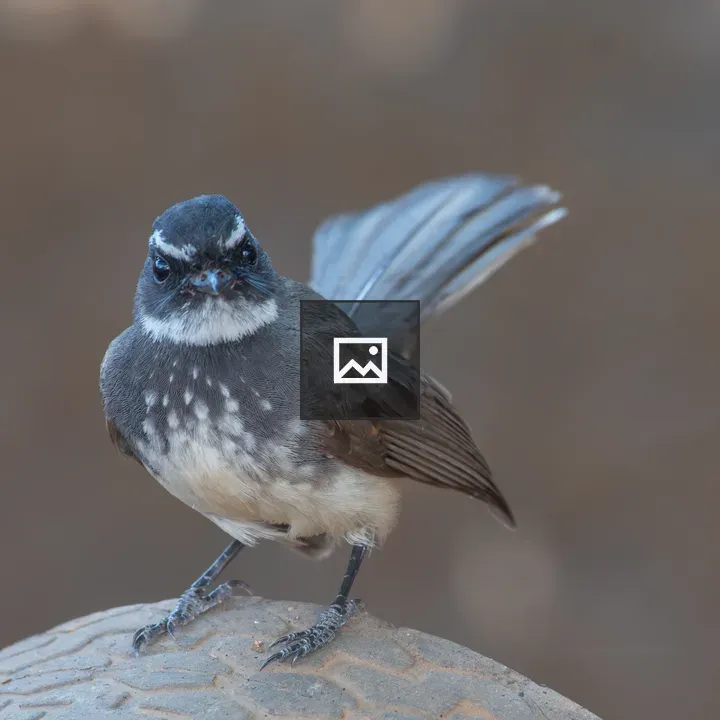 White-throated fantail