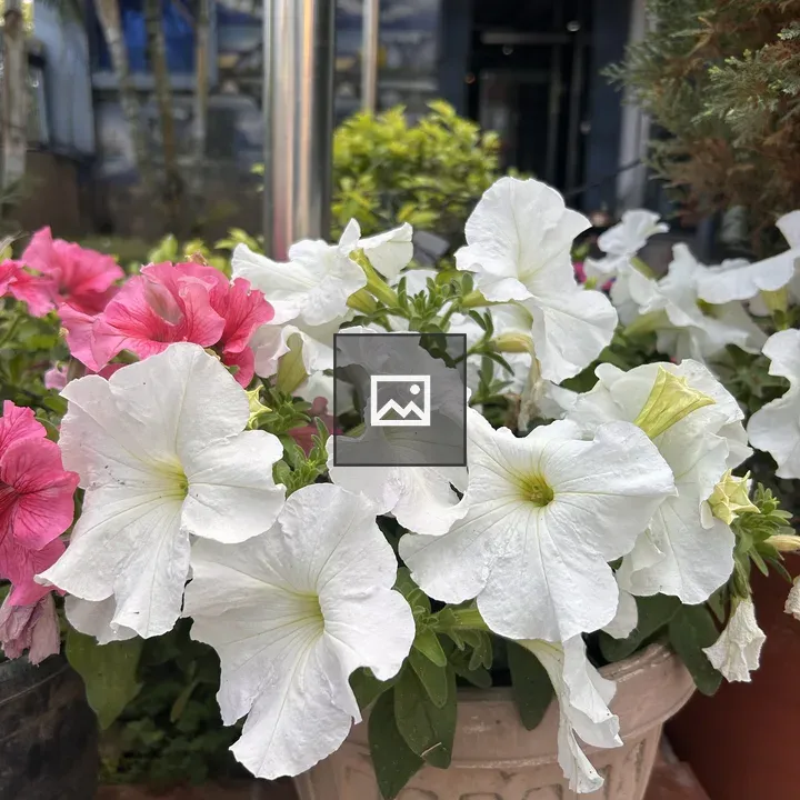 Potted plant with flowers