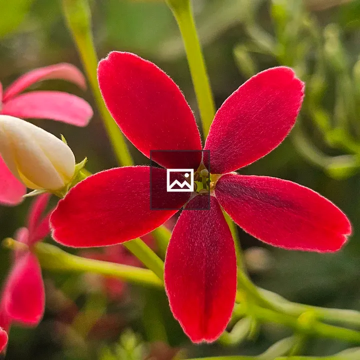 Rangoon Creeper in Bloom