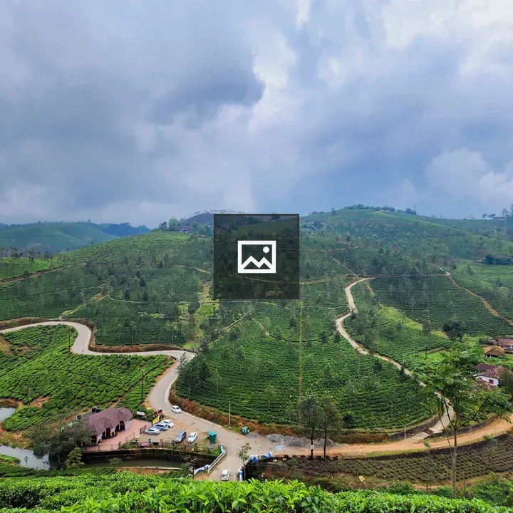 Vagamon Bald Hills Tea Plants