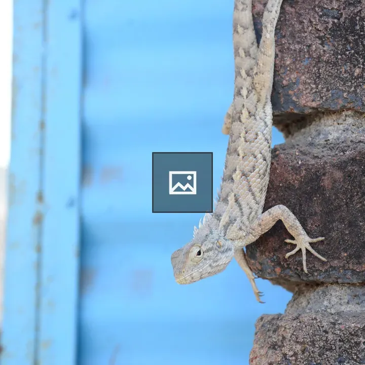 Lizard on Brick Wall