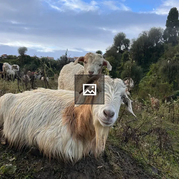 Group of goats in grassy field