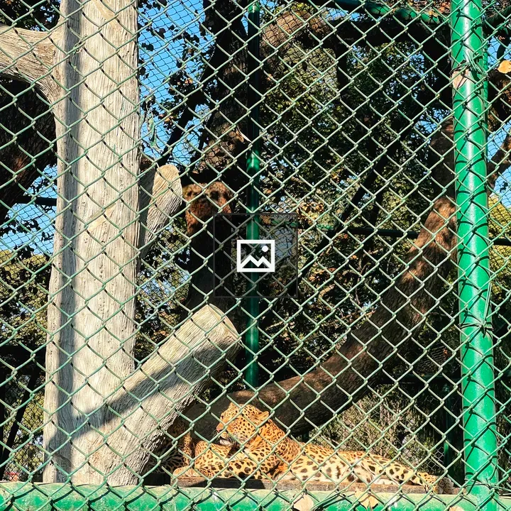 Leopard on wooden platform