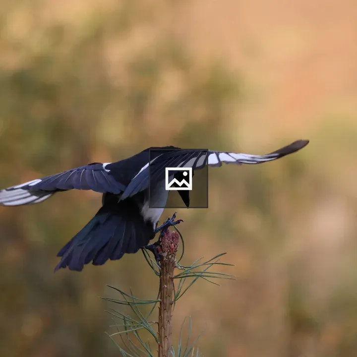 Magpie in Pine Tree