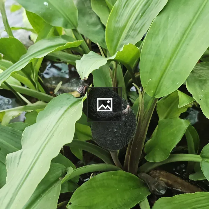 Rare black water plant bud
