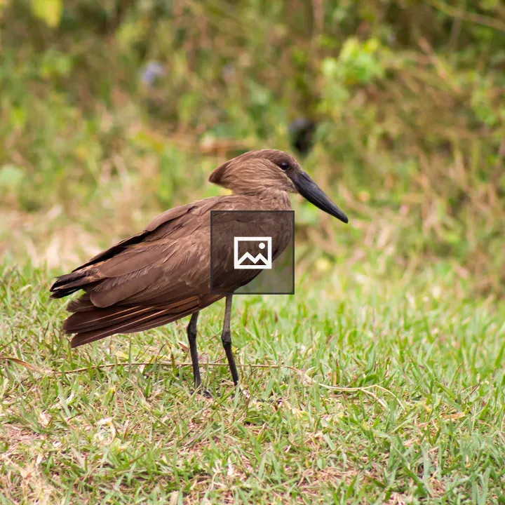 Brown bird on green grass