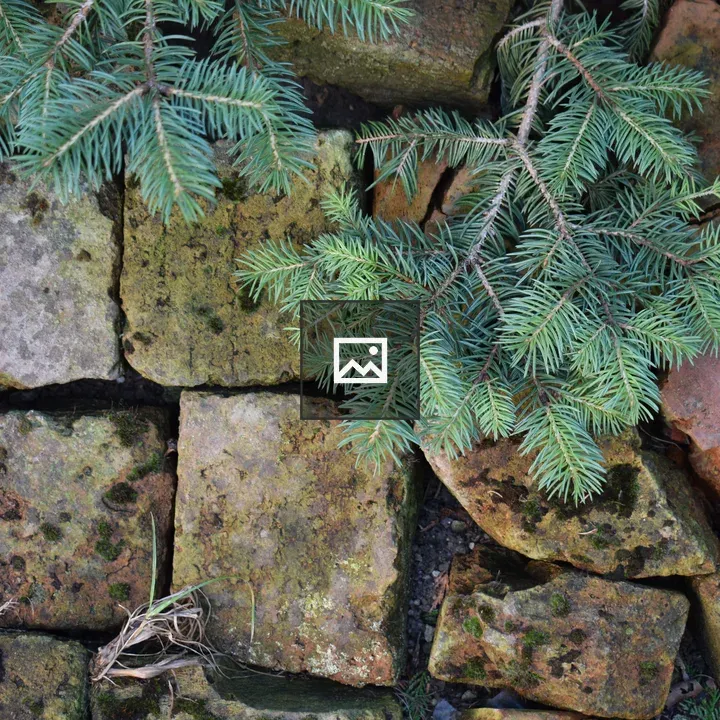 Green conifer branch
