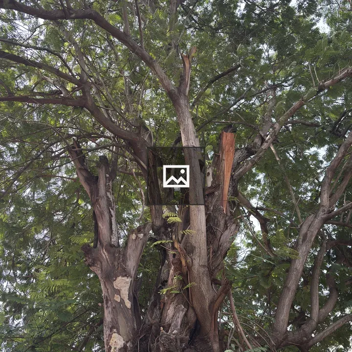 Leafy tree with thick trunk