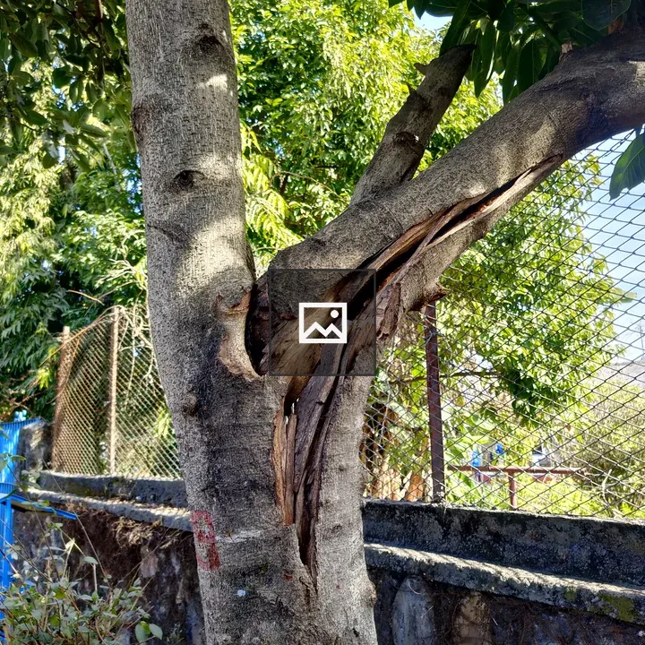 Close-up of tree trunk bark split