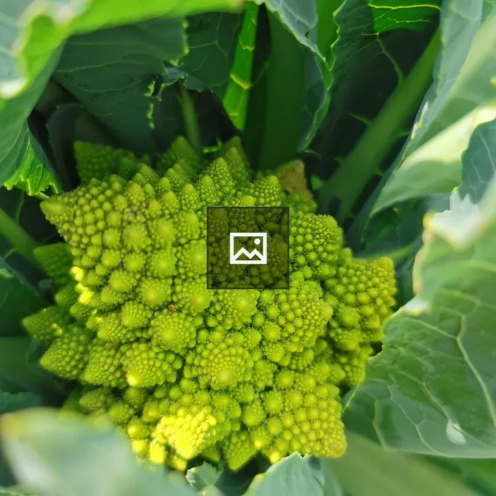 Broccoli in the field