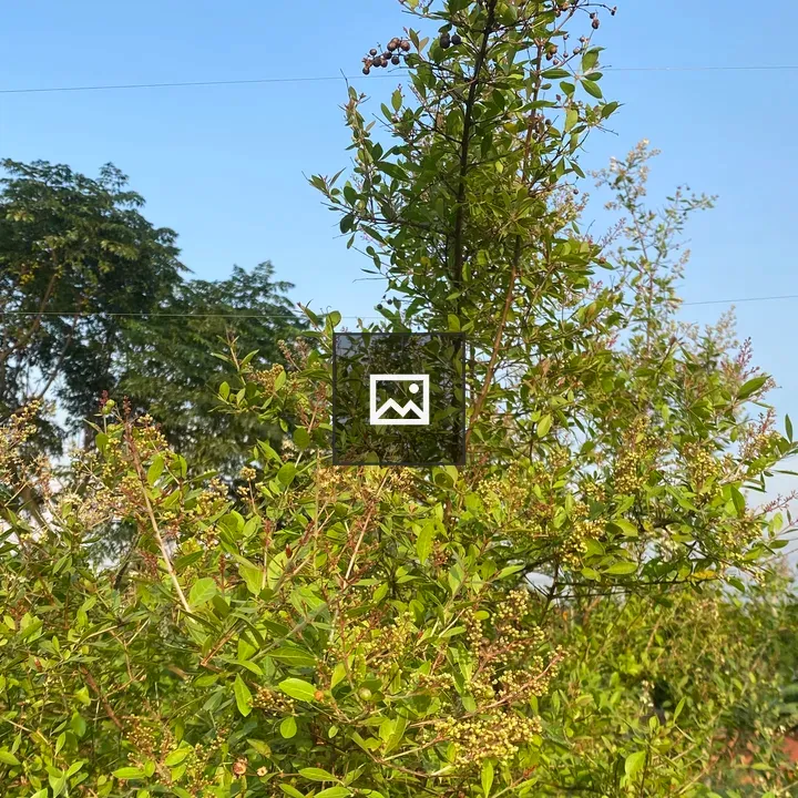 Green Berry Bush