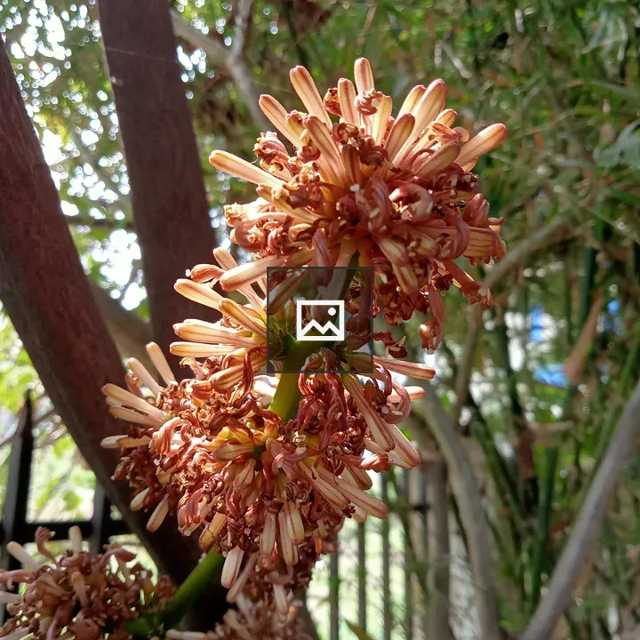 Close-up of Cream and Reddish-brown Flower Clusters