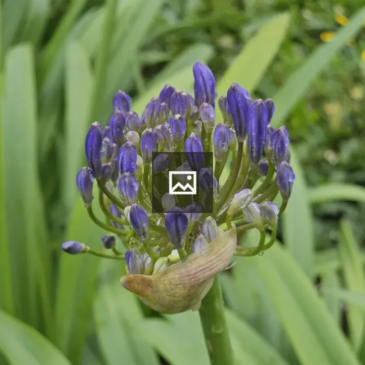 Agapanthus flower bud close-up