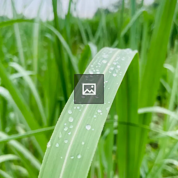 Green sugarcane leaf close-up