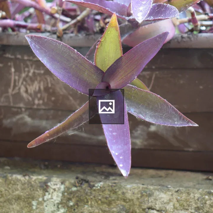 Purple heart plant with dewdrops