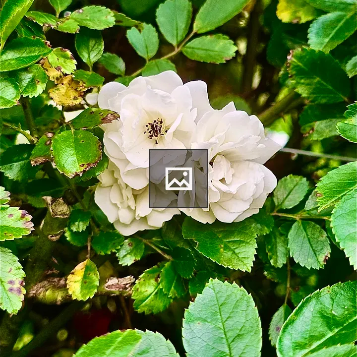 White roses from Ooty rose garden