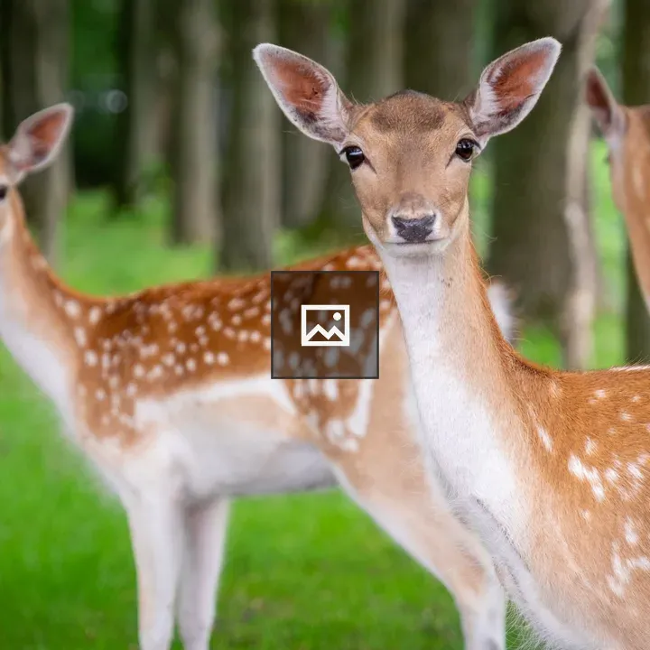 Herd of deer