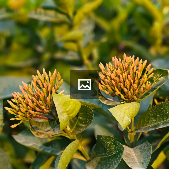 Orange Ixora Flower Buds
