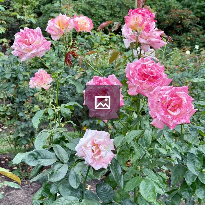 Bright pink roses in garden