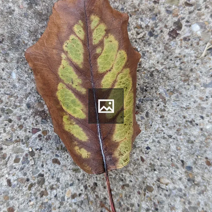 Leaf on Stone Surface