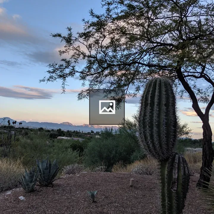 Barrel cactus beside a tree