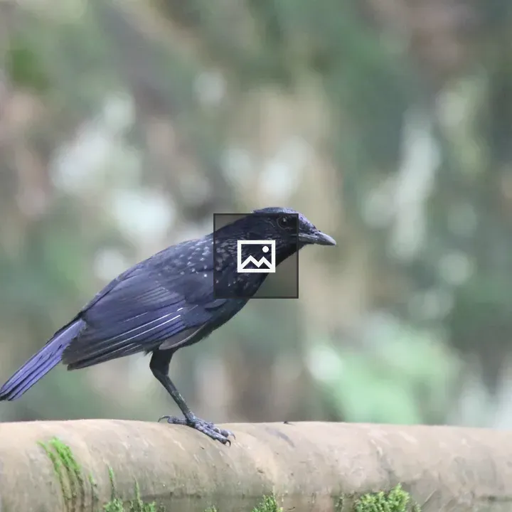 Blue Whistling Thrush on Stone Fence