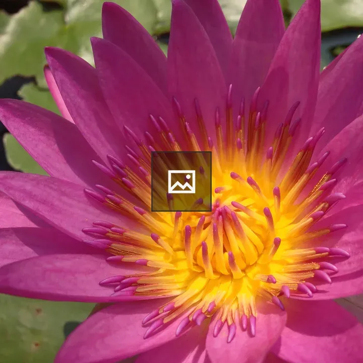 Water Lily Flower Closeup