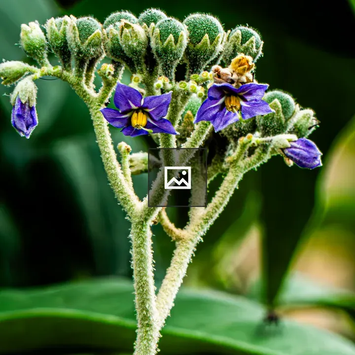 Plant stem with purple star flowers