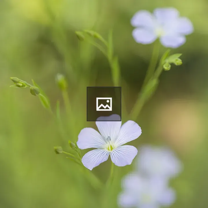 Blue Linseed Flower