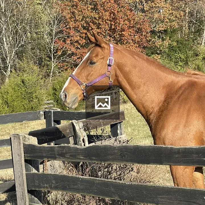 Brandon the Super Horse