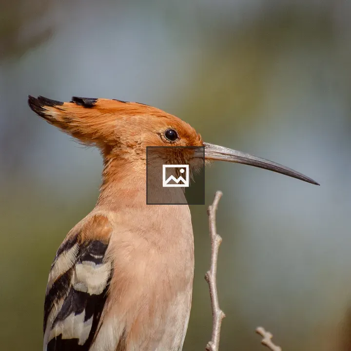 Eurasian hoopoe close-up