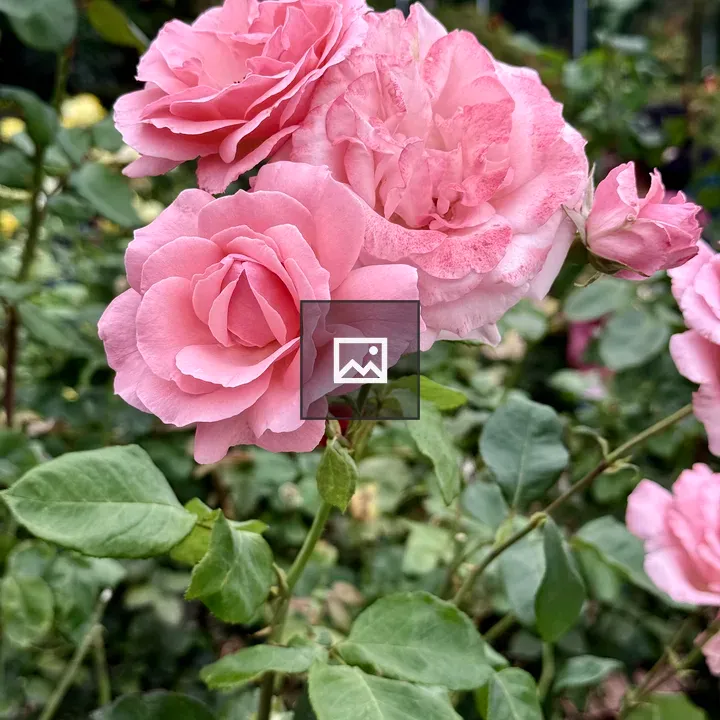 Pink roses cluster in garden