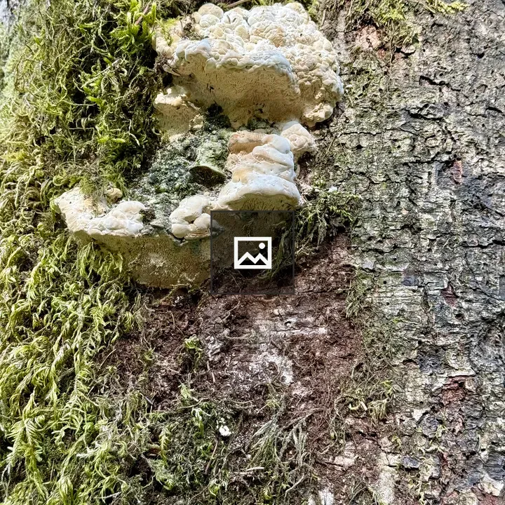 Shelf fungi on mossy tree trunk