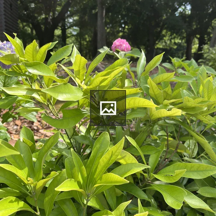 Hydrangea Flower with Green Leaves