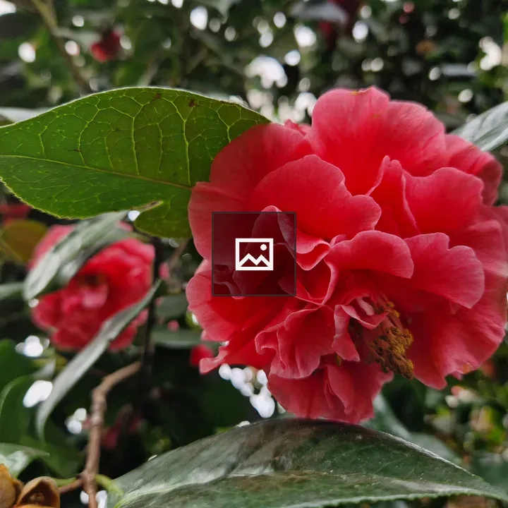 Camellia Reticulata Abbe Berlese