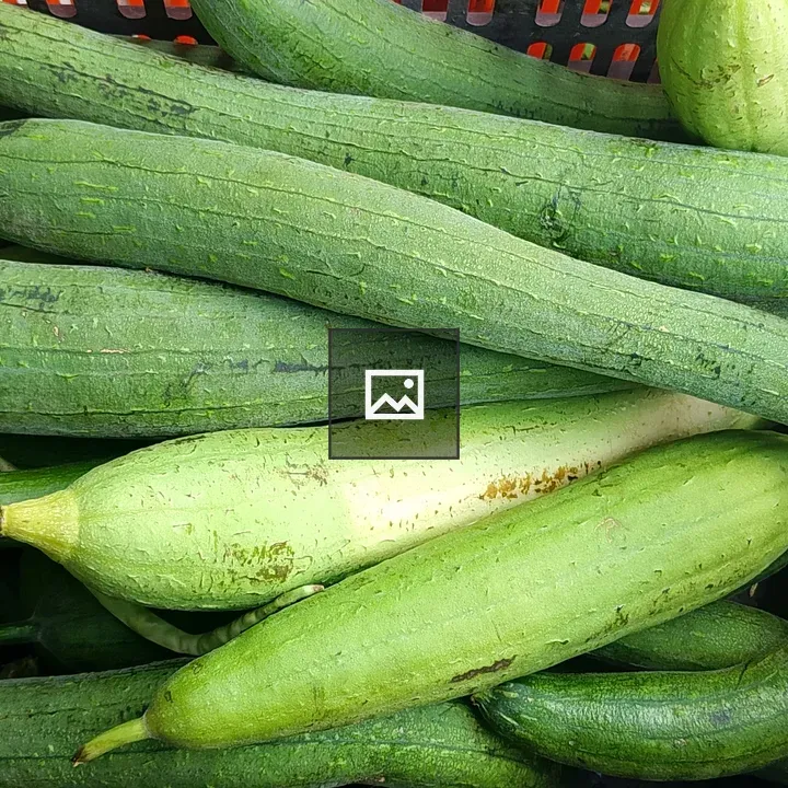 Close-up of green luffa gourds