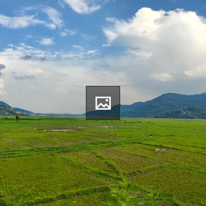 Expansive green fields