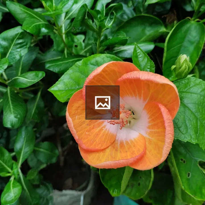 Orange China rose bud