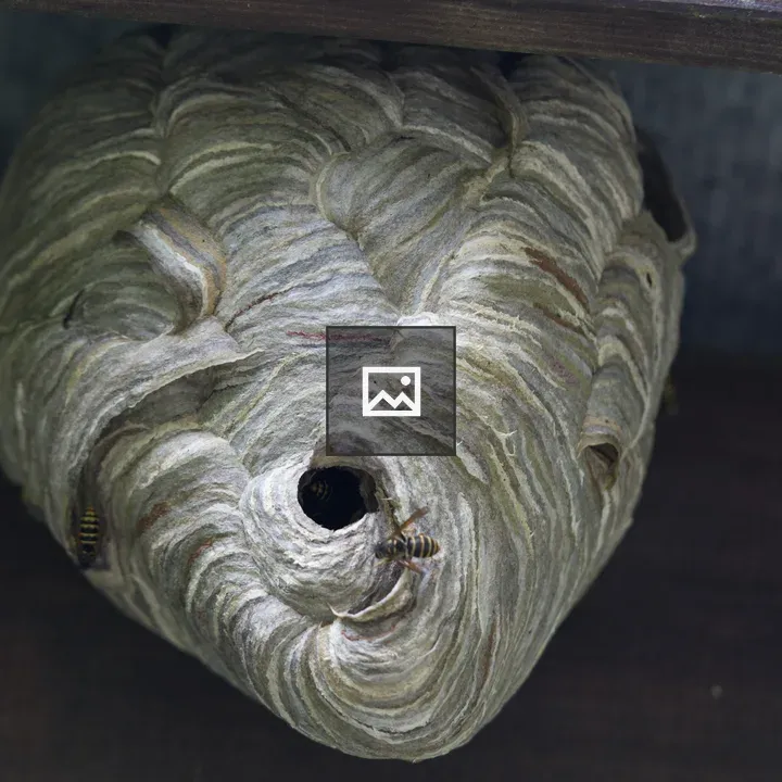 Wasp Nest Under Roof
