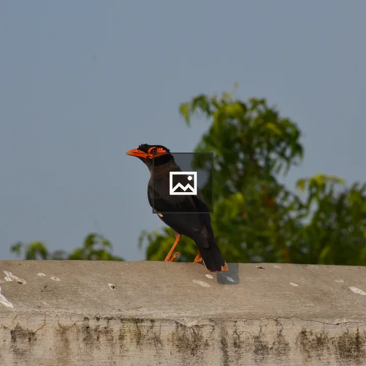 Bird with Orange Facial Markings