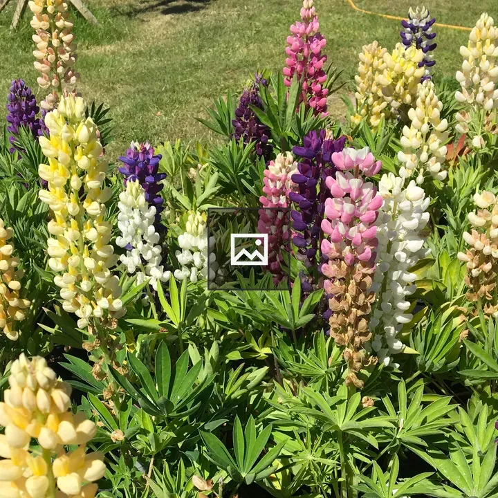Lupins in Full Bloom
