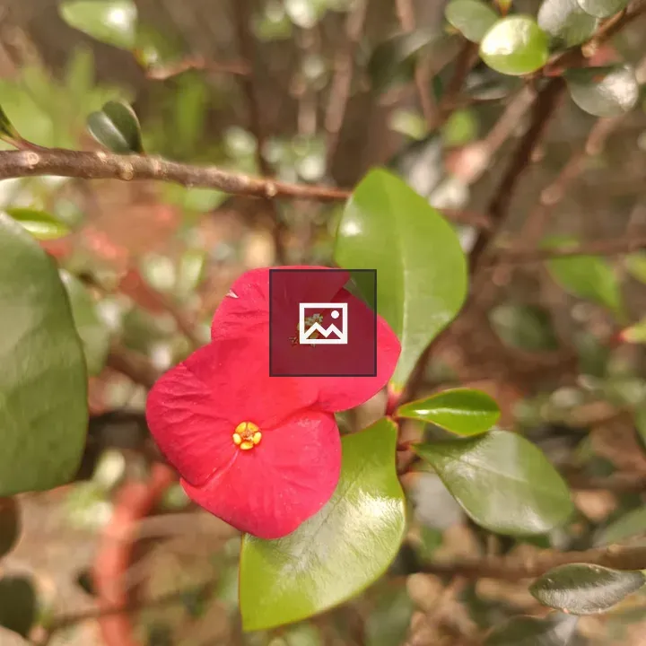 Red Flowers with Yellow Centers