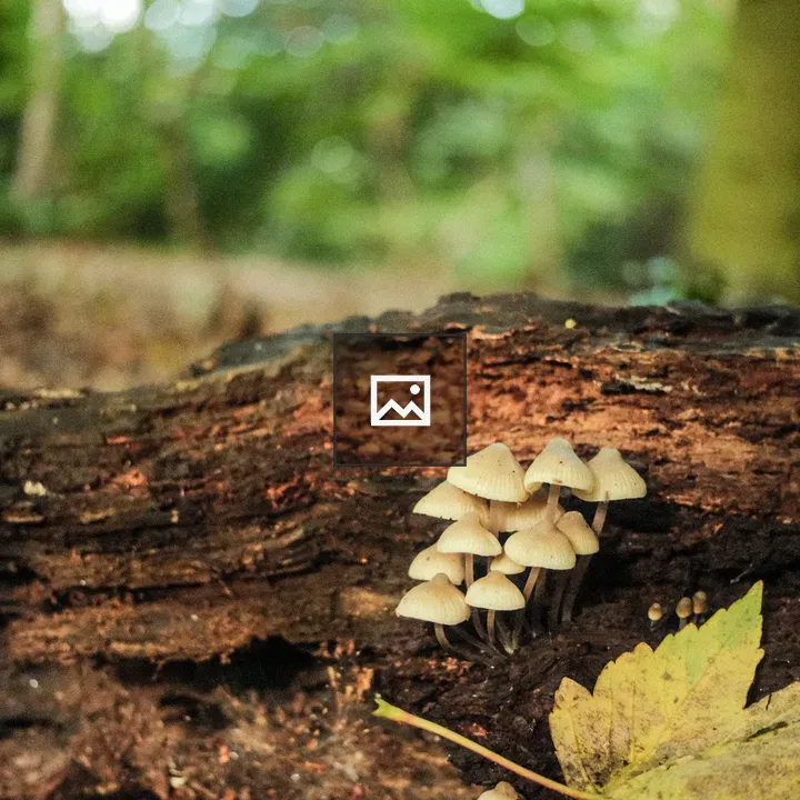 Mushrooms on Log in Forest